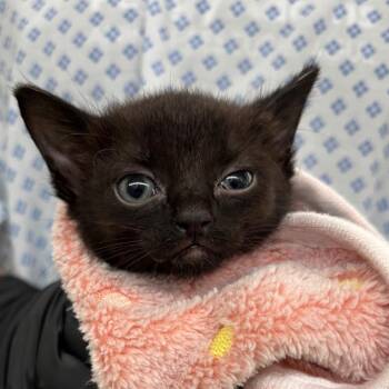 Ariel -  Domestic Short Hair Cat for Adoption in West Palm Beach, Florida - Ariel | PetCurious