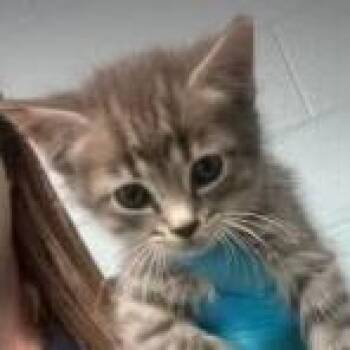 Domestic Short Hair Cats Available for Adoption - T&T: Twinkie | PetCurious