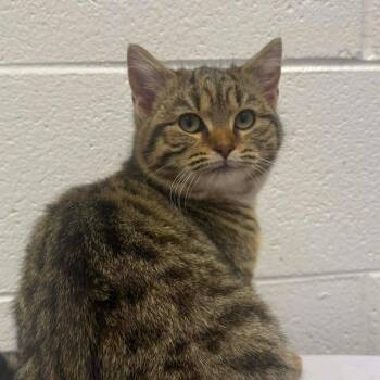 Domestic Short Hair Cats Available for Adoption - Sugar | PetCurious