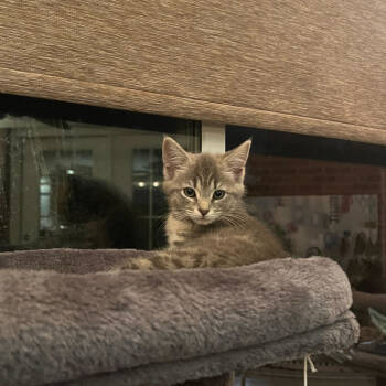 Rescue Domestic Short Hair Cats for Adoption in Evansville, Indiana - Joy | PetCurious