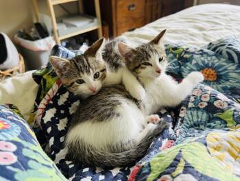 Ethel -  Domestic Short Hair Cat for Adoption in Union Grove, Wisconsin - Ethel | PetCurious