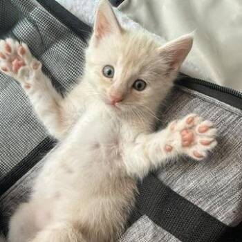 Speedy -  Domestic Short Hair Cat for Adoption - Speedy | PetCurious