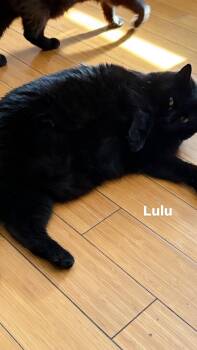 Lulu -  Domestic Short Hair Cat for Adoption in Ardsley, New York - Lulu | PetCurious