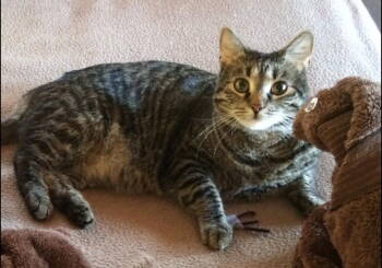 Rescue Domestic Short Hair Cats for Adoption in Evergreen, Colorado - Hazel | PetCurious