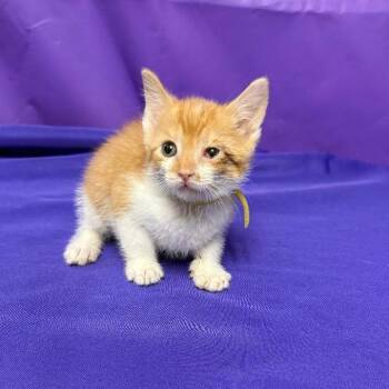 Quispe -  Domestic Short Hair Cat for Adoption in North Myrtle Beach, South Carolina - Quispe | PetCurious
