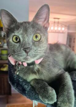 Piper -  Domestic Short Hair and Tortoiseshell Cat for Adoption in Nashville, Tennessee - Piper | PetCurious
