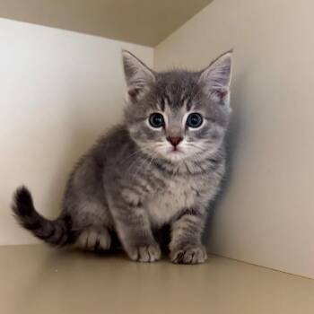 Shark Boy -  Domestic Short Hair Cat for Adoption in Cody, Wyoming - Shark Boy | PetCurious