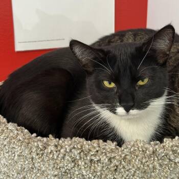 Boss Nass -  Domestic Short Hair Cat for Adoption in North Haven, Connecticut - Boss Nass | PetCurious