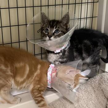 Velociraptor -  Domestic Short Hair Cat for Adoption in Woodinville, Washington - Velociraptor | PetCurious