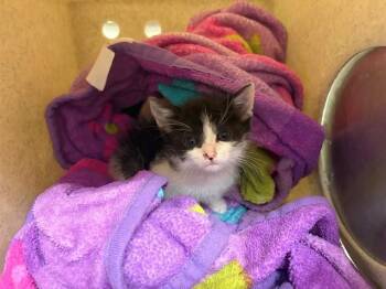 A551228 -  Domestic Short Hair Cat for Adoption in Moreno Valley, California - A551228 | PetCurious