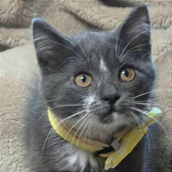 Dusty -  Domestic Short Hair Cat for Adoption in Meridian, Idaho - Dusty | PetCurious