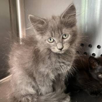 Creole -  Domestic Long Hair and Domestic Short Hair Cat for Adoption in Washburn, Missouri - Creole | PetCurious