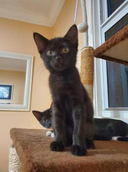 Miso -  Domestic Short Hair Cat for Adoption in Hudson, New Hampshire - Miso | PetCurious