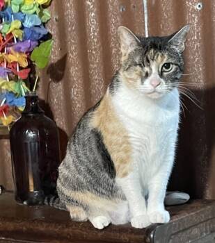 Rescue Domestic Short Hair Cats for Adoption in Fort Worth, Texas - Rosebud | PetCurious