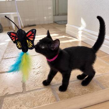 Mary - Chino Hills Location -  Domestic Short Hair Cat for Adoption in Chino Hills, California - Mary - Chino Hills Location | PetCurious