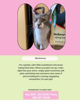 Bethany -  Domestic Short Hair Cat for Adoption in Coral Gables, Florida - Bethany | PetCurious