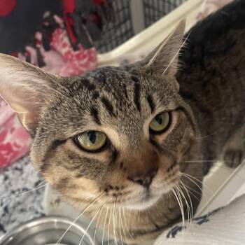 Dungeon -  Domestic Short Hair Cat for Adoption in Chicago, Illinois - Dungeon | PetCurious