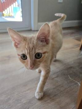 Rescue Domestic Short Hair Cats for Adoption in St. Peters, Missouri - CHEX | PetCurious