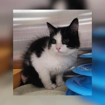 Jack -  Domestic Long Hair Cat for Adoption in Toledo, Ohio - Jack | PetCurious