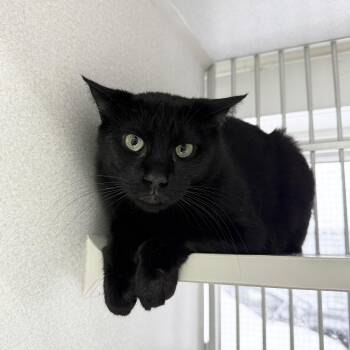 Rescue Domestic Short Hair Cats for Adoption in West Milford, New Jersey - Julia | PetCurious