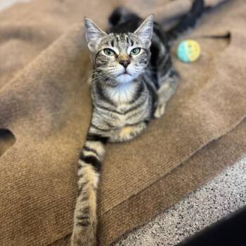 Monkey -  Domestic Short Hair Cat Available for Adoption in Sarasota, Florida - Monkey | PetCurious