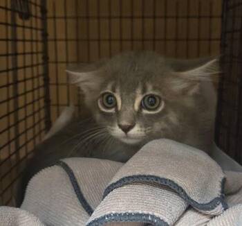 Sweet Baby Angel -  Domestic Medium Hair Cat for Adoption in Austin, Texas - Sweet Baby Angel | PetCurious