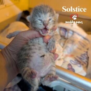 Solstice -  Tabby Cat for Adoption in Council Bluffs, Iowa - Solstice | PetCurious