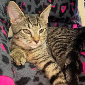 Tiger -  Domestic Short Hair Cat for Adoption in Brevard, North Carolina - Tiger | PetCurious
