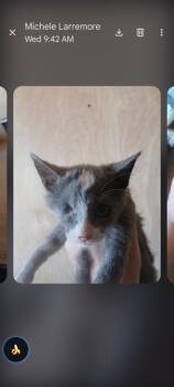 Sundance -  Domestic Short Hair Cat for Adoption in Thatcher, Arizona - Sundance | PetCurious