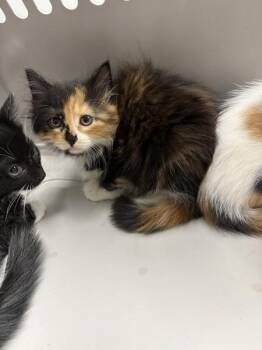 Pen 02 Iris -  Domestic Medium Hair Cat for Adoption in Lawrenceville, Georgia - Pen 02 Iris | PetCurious