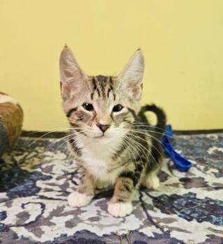 Yoda -  Domestic Short Hair Cat for Adoption in Greensboro, North Carolina - Yoda | PetCurious