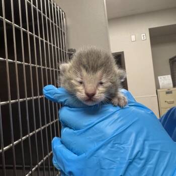 Tomato Sauce -  Domestic Short Hair Cat for Adoption in Columbiana, Alabama - Tomato Sauce | PetCurious