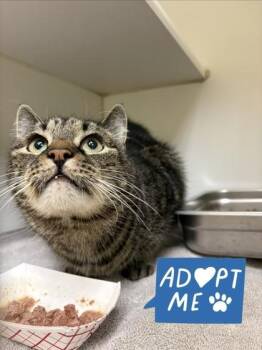 Ky -  Domestic Short Hair Cat for Adoption in Lowell, Massachusetts - Ky | PetCurious
