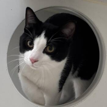 Panda -  Domestic Short Hair Cat for Adoption in Naperville, Illinois - Panda | PetCurious