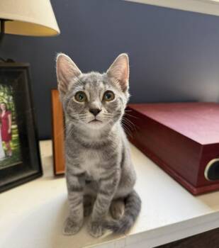 Gyda -  Domestic Short Hair Cat for Adoption in Franklin, Tennessee - Gyda | PetCurious