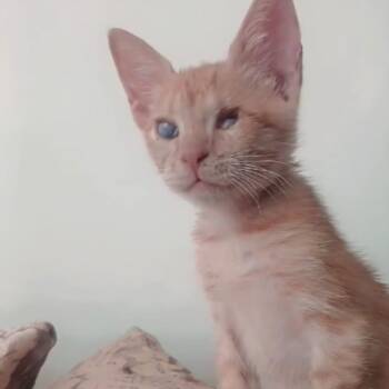 Rescue Tabby Cats for Adoption in Brampton, Ontario - Blind Kitten 10 Weeks Old | PetCurious