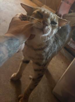 Catniss -  Bengal and Extra Toes Cat Hemingway Polydactyl Cat for Adoption in Lakehead, California - Catniss | PetCurious