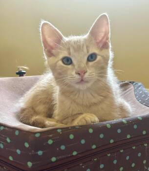KoKo -  Domestic Short Hair Cat for Adoption in Westfield, New Jersey - KoKo | PetCurious