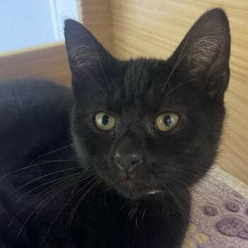 Shade -  Domestic Short Hair Cat for Adoption in New Philadelphia, Ohio - Shade | PetCurious