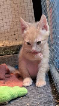 Aster -  Domestic Short Hair Cat for Adoption in Lodi, California - Aster | PetCurious