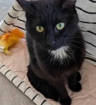 Domestic Short Hair Cats Available for Adoption in Gorham, Maine - Truffle | PetCurious