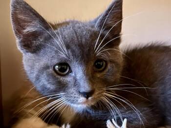 Socks -  Domestic Short Hair and Russian Blue Cat for Adoption in Walnut Creek, California - Socks | PetCurious