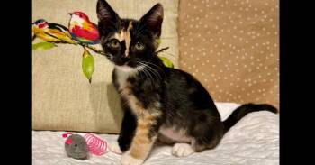 Freya -  Domestic Short Hair Cat for Adoption in Groveland, Massachusetts - Freya | PetCurious