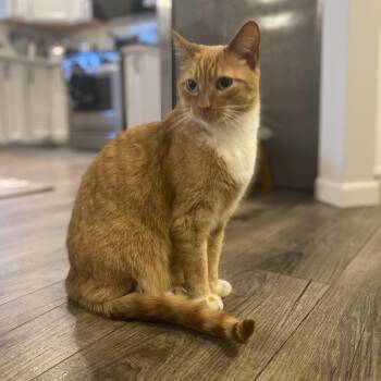 Domestic Short Hair Cats Available for Adoption in Rockford, Michigan - Bobo - Bonded W/Cheeto | PetCurious
