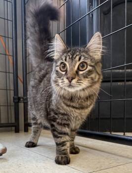 Rescue Domestic Medium Hair Cats for Adoption in Lemoore, California - Rowan | PetCurious