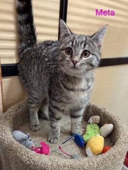 Tabby Cats Available for Adoption - Meta | PetCurious