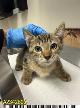 BARBARA ANN -  Domestic Short Hair Cat for Adoption in West Palm Beach, Florida - BARBARA ANN | PetCurious