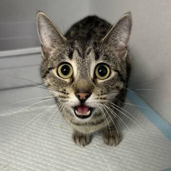 Rescue Domestic Short Hair Cats for Adoption in Paris, Tennessee - MEG | PetCurious