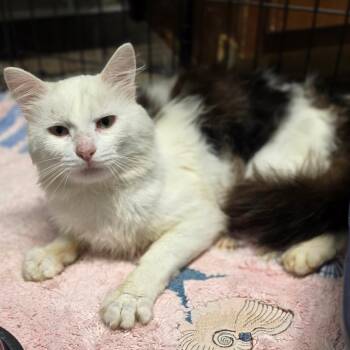Hurley -  Domestic Medium Hair Cat for Adoption in Jefferson City, Tennessee - Hurley | PetCurious
