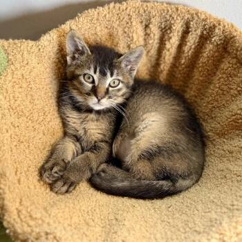 Ducky -  Domestic Short Hair and Tabby Cat for Adoption in Homer Glen, Illinois - Ducky | PetCurious